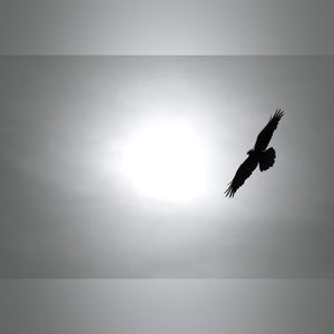 Crow, black and white canvased photo of a flying crow ❤️